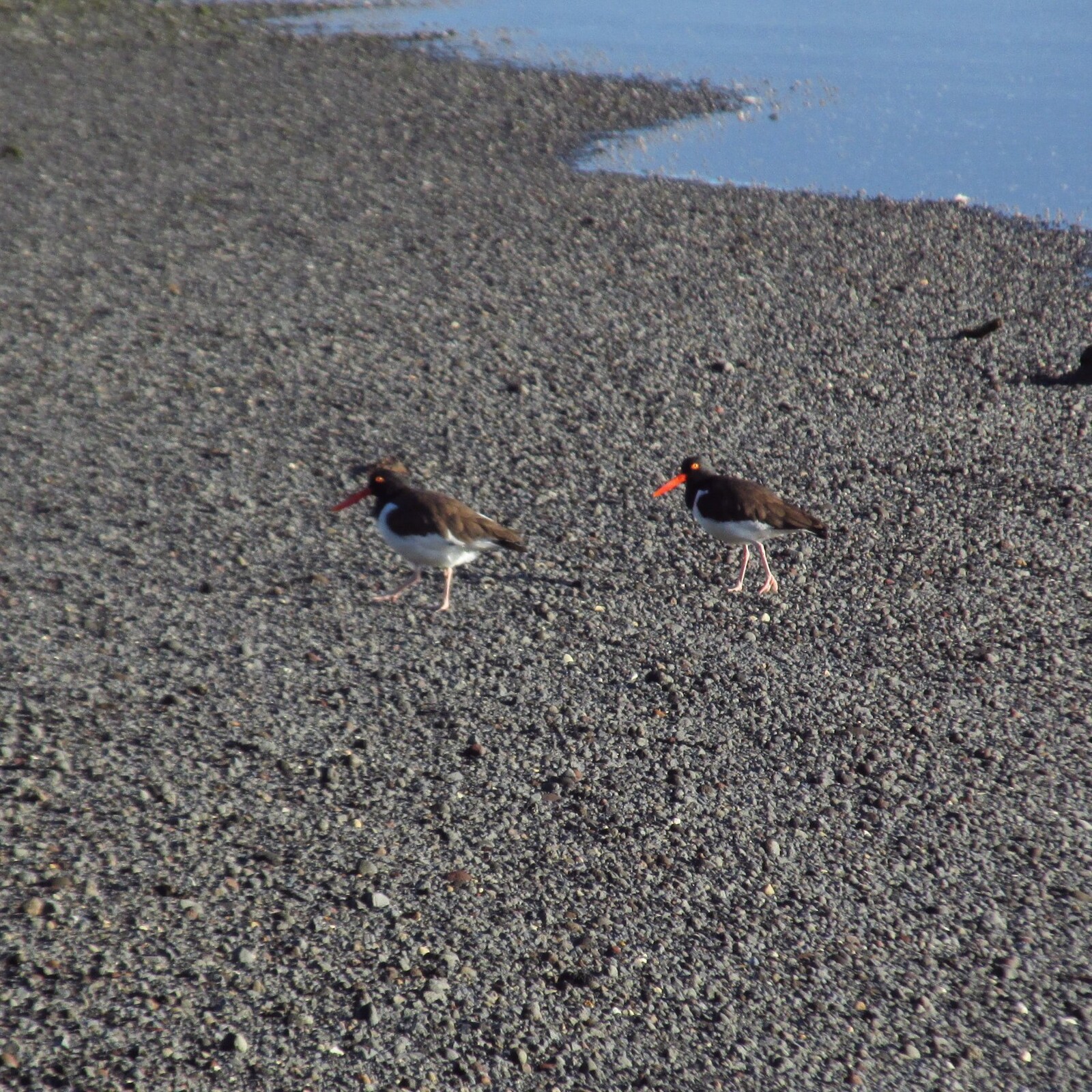 pilpilen austral /haematopus leucopodus/, - oystercatcher, " "