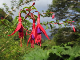 chilko /fuchsia magellanica/ -- ,     ,      
