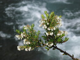 chaura --     1.5  .     ,    /gaulteria pumila/   .  ,  /gaulteria phillyreifolia/