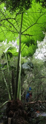  nalka /gunnera tinctoria/