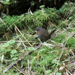 chucao /scelorchilus rubecula/,    ,         .