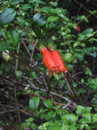 botellita, "little bottles" /mitraria coccinea/ --   