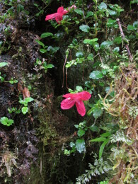 estrellita, "little star" /asteranthera ovata/ - ,    