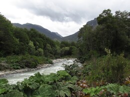  Estero Piedras,      Queulat,    