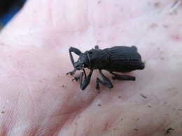 patagonian weevil,   /aegorhinus vitulus/