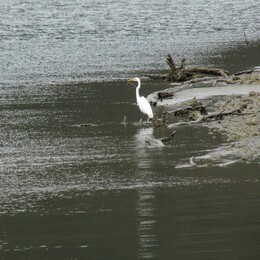 Garza grande /Ardea alba/, 