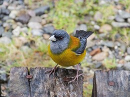 cometocino patagonico /phrygilus patagonicus/