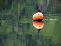 yeco /phalacrocorax brasilianus/, 