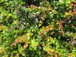  /berberis darwinii?/