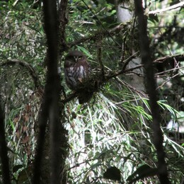  chunco /glaucidium nanum/