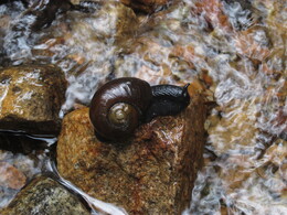 caracol de bosque,   /macrocyclis peruvianus/