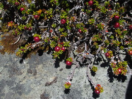 murtilla de magallanes /empetrum rubrum/