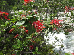 notro, ciruelillo /embothrium coccineum/