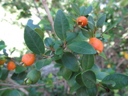 Luma blanca, pitrilla /Myrceugenia chrysocarpa/