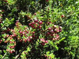  /gaulteria phillyreifolia/
