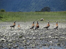canquen /chloephaga poliocephala/, ashy-headed goose