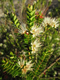 tepu /tepualia stipularis/