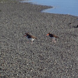 pilpilen austral /haematopus leucopodus/, - oystercatcher, " "