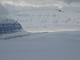   Tunabreen
