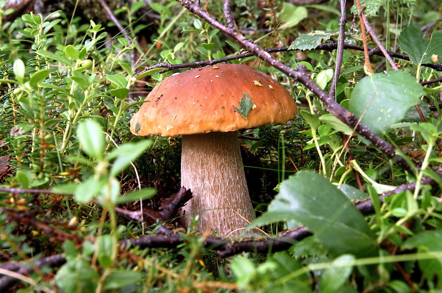   (11  17:32)
