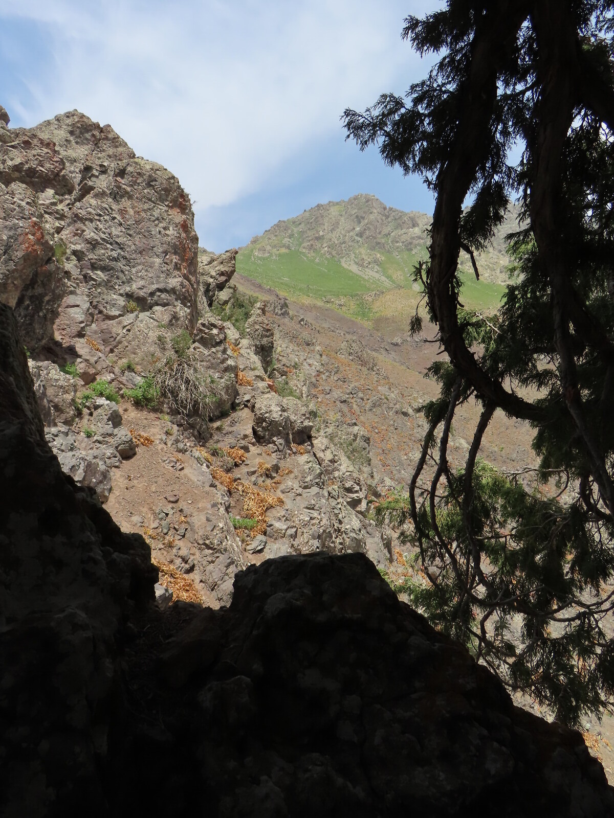     lunch in the shadow of juniper tree