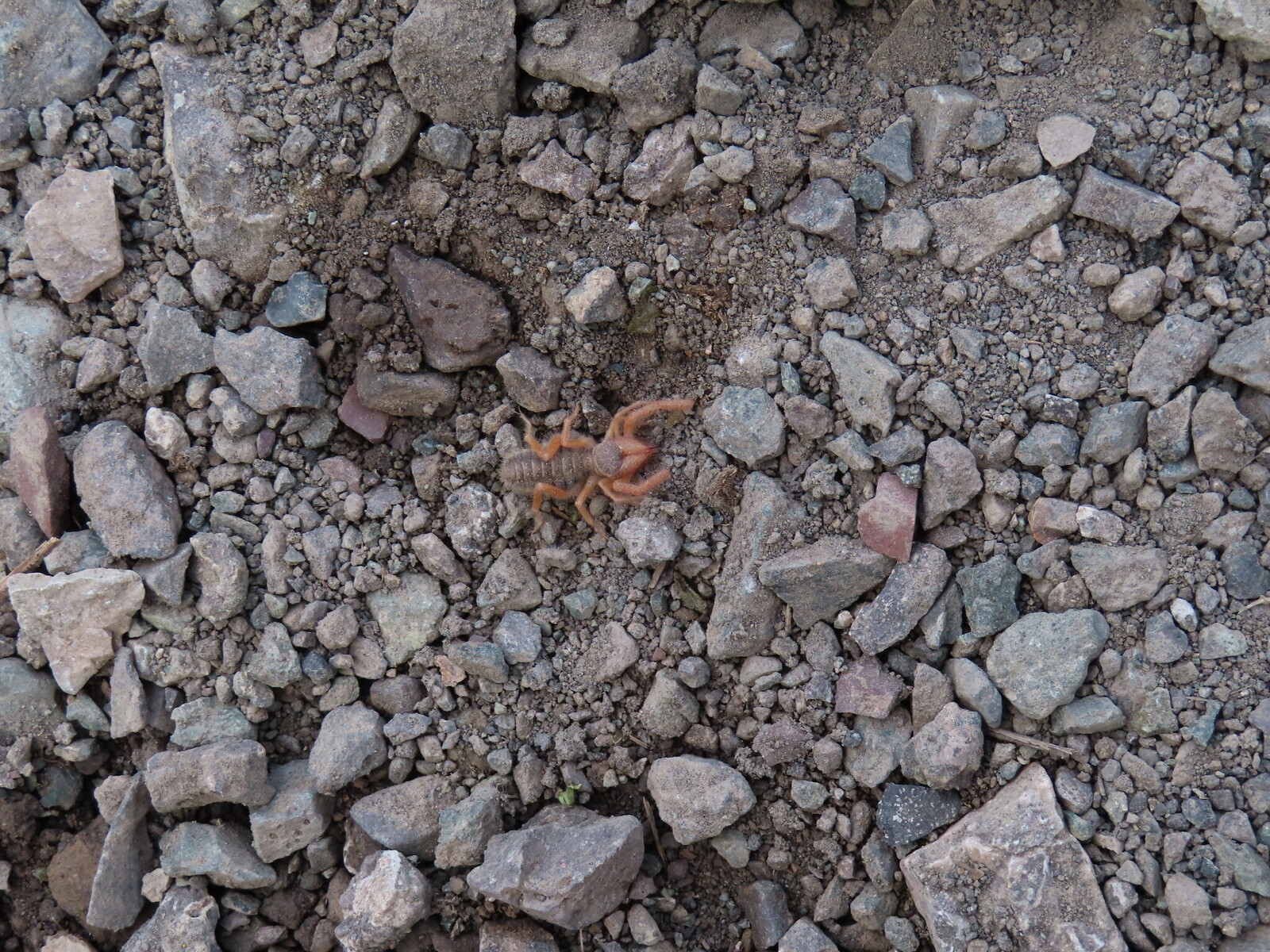     a camel spider under my tent