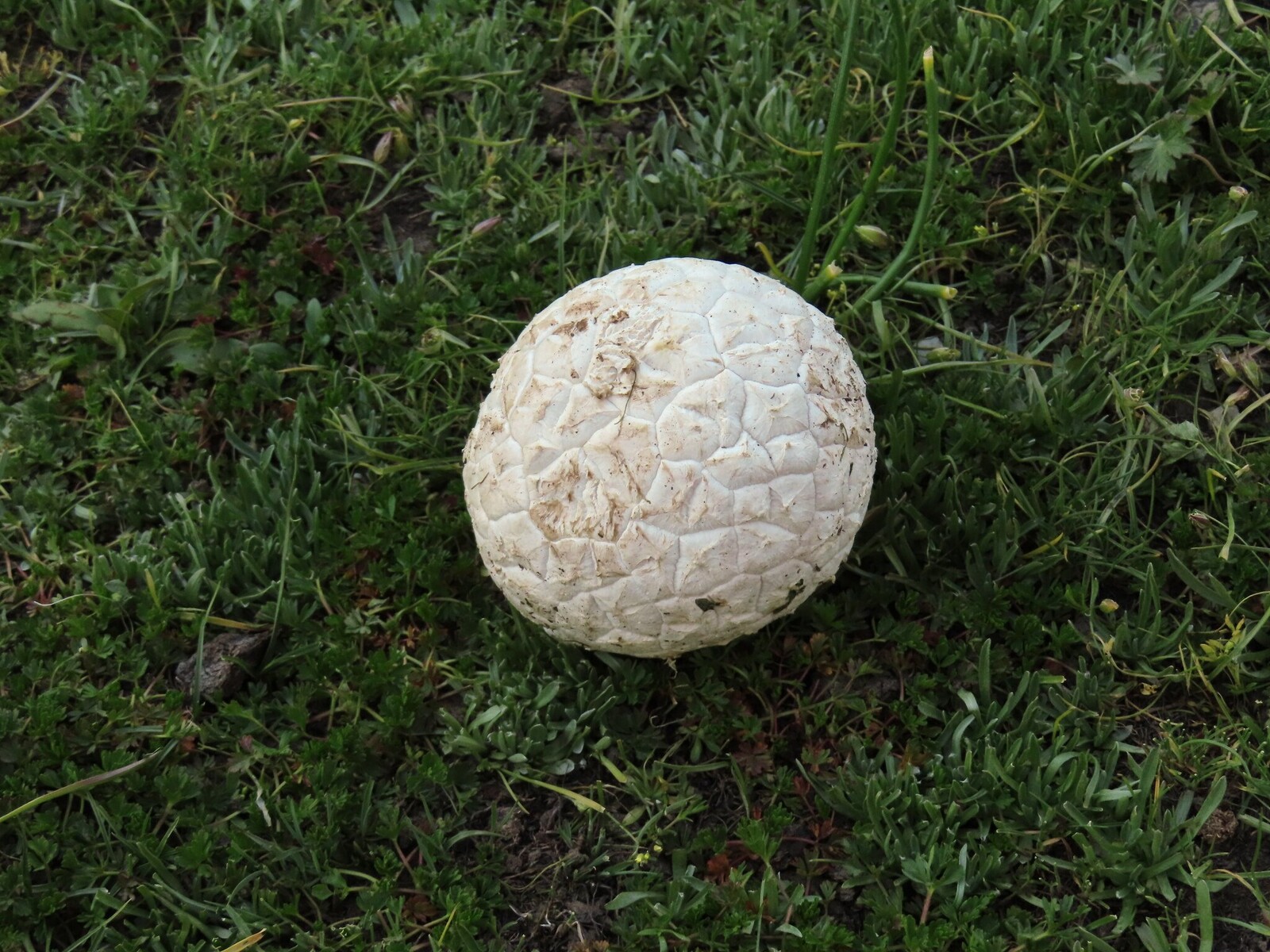  mushroom