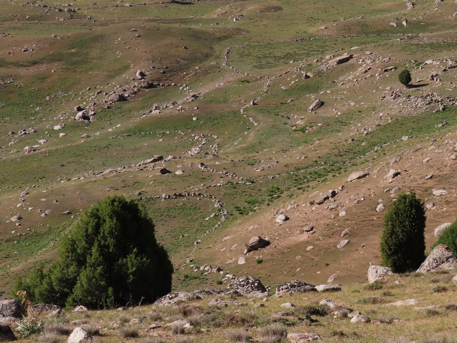   old fields