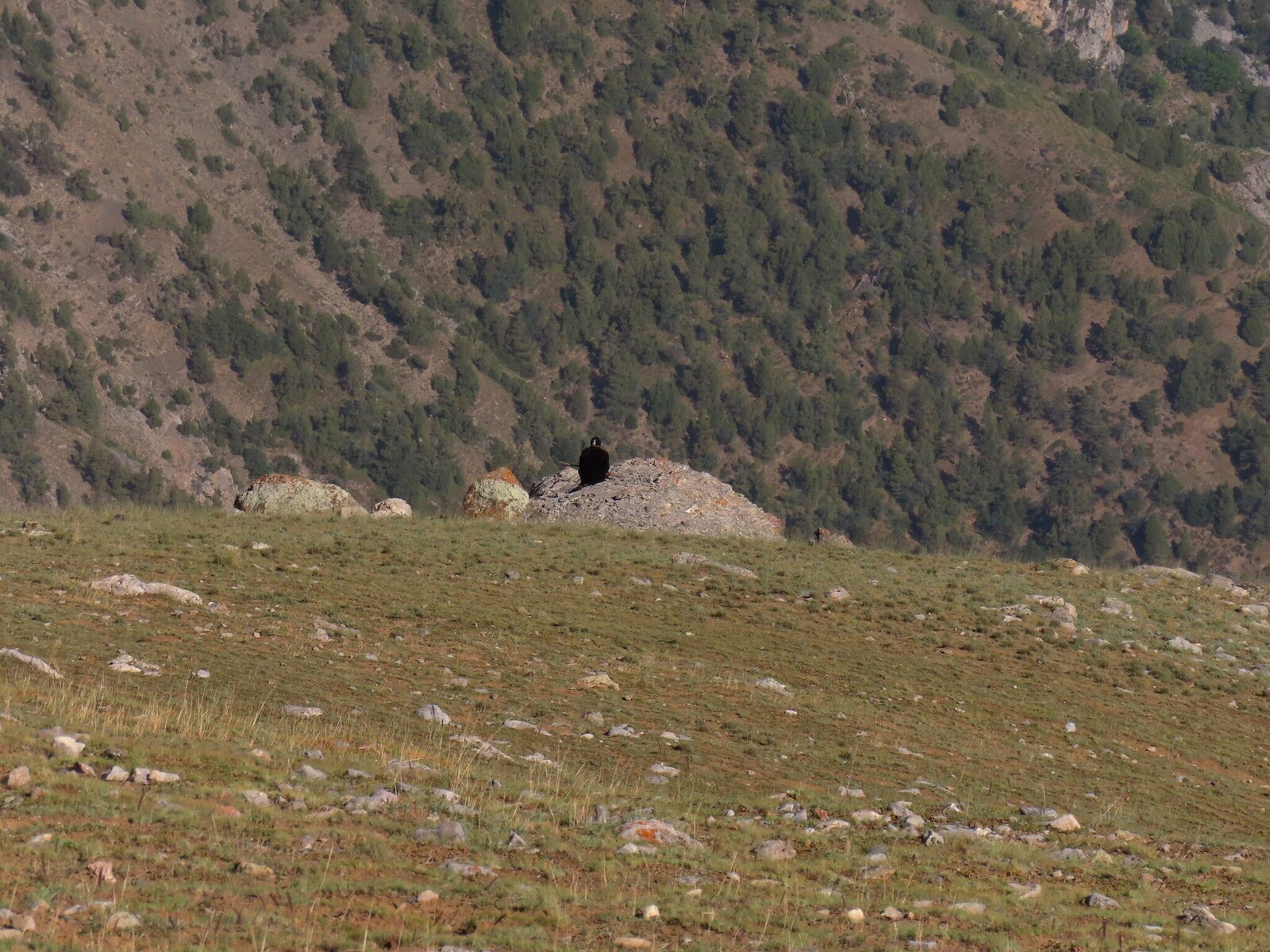      the shepherd sits near the edge of the shelf