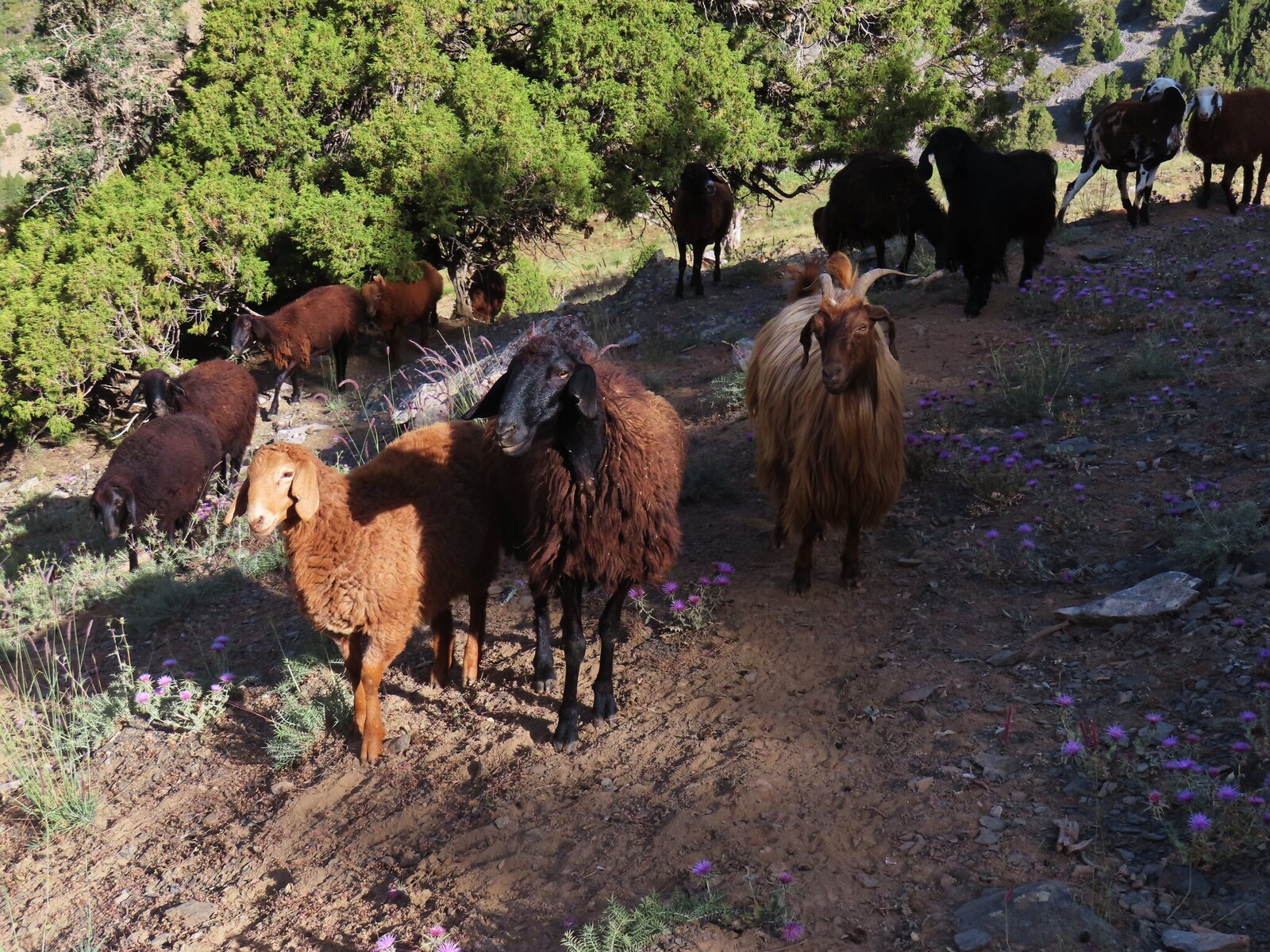 стадо herd