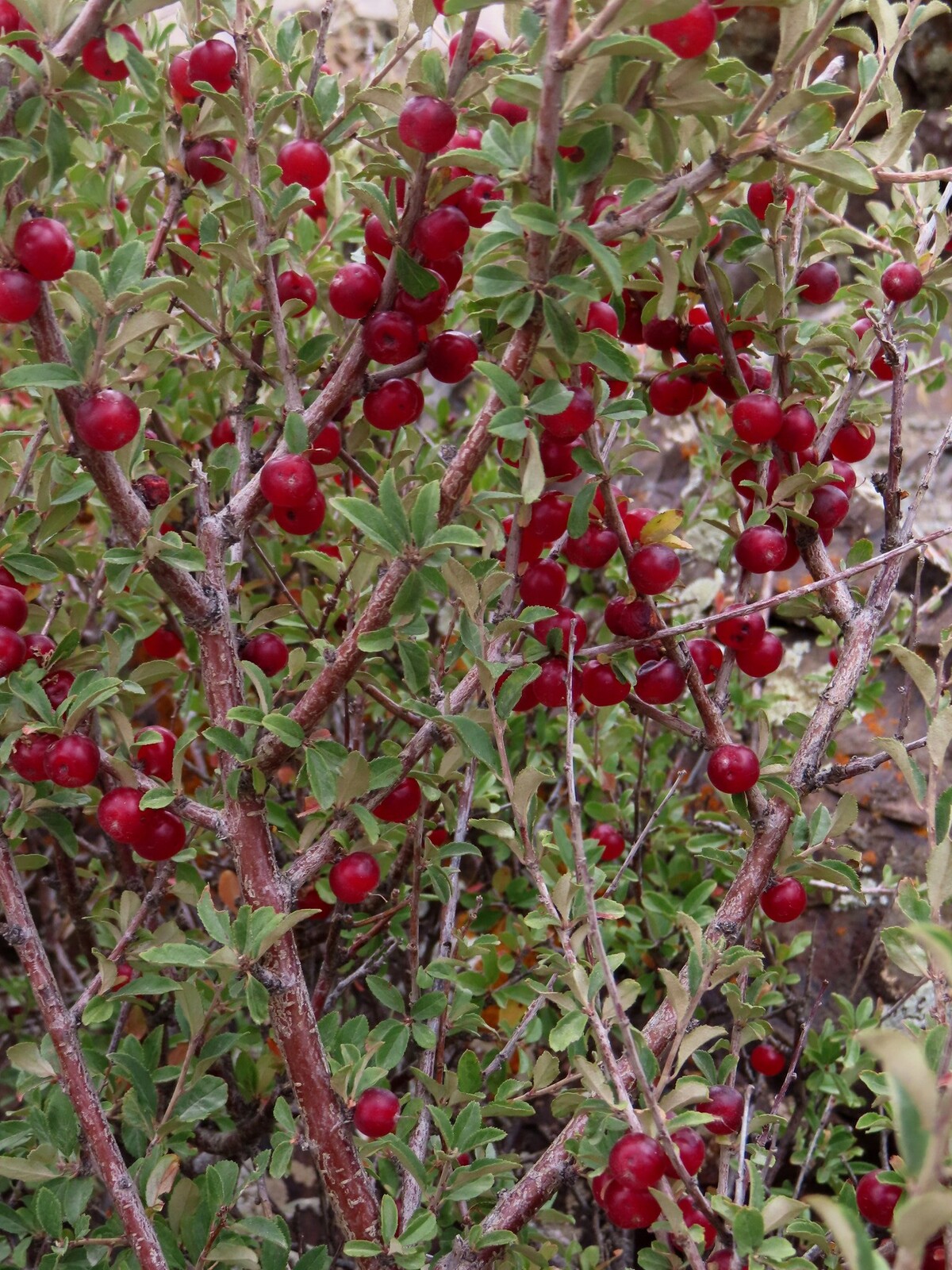  cherry