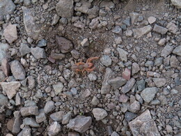      a camel spider under my tent