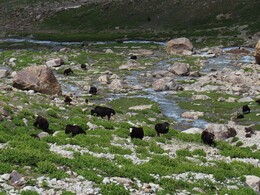  herd