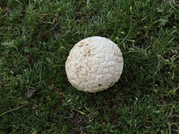  mushroom