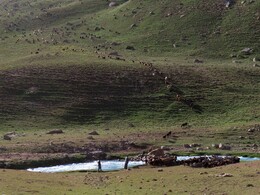     driving a herd of sheep through the bridge