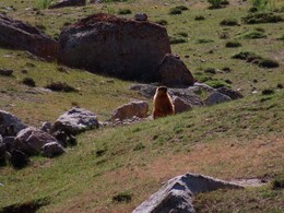  marmot