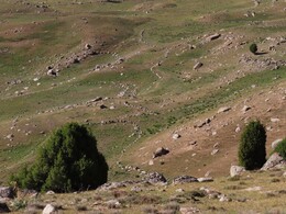   old fields