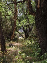    forest by the river