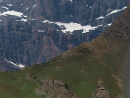     a herd under Chapdara mountain