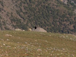      the shepherd sits near the edge of the shelf