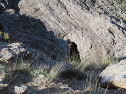   surrounding the ram