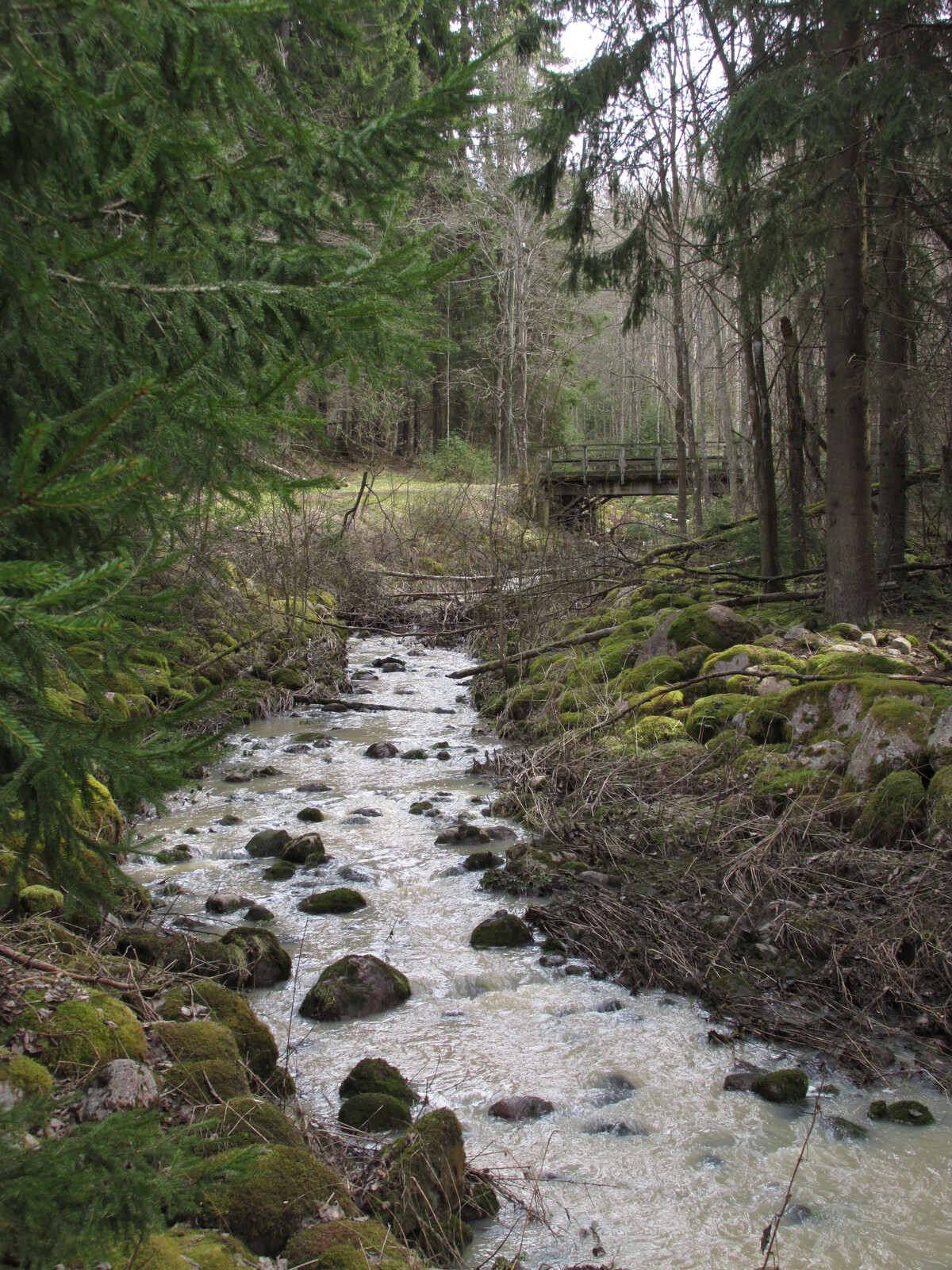 Lohenoja