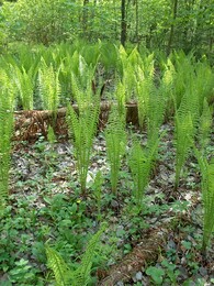 ����-������, �����������, 24 ��� 2003