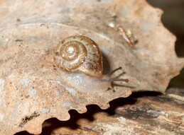 ����-������, �����������, 24 ��� 2003