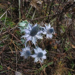 ������������, ������ ���� ������� ��������, ������, 22 ������� 2003