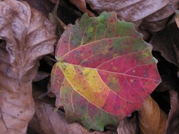 ������ ���� ������� ��������, ������, 24 ������� 2003