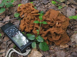 �����������, 15 ��� 2004