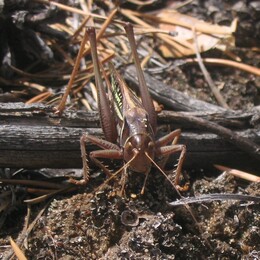 ������ ���� ��������, 10 ������� 2004