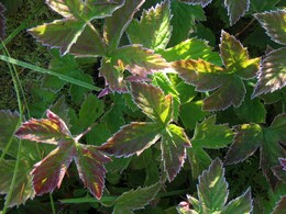 ����-������� ������, 11 ������� 2004