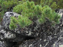 ����-������� ������, 11 ������� 2004